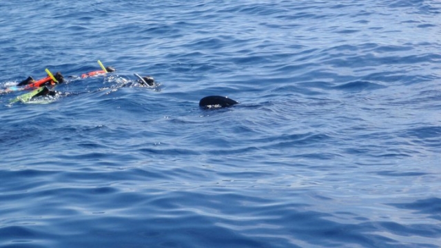  Snorkeling no Caribe 